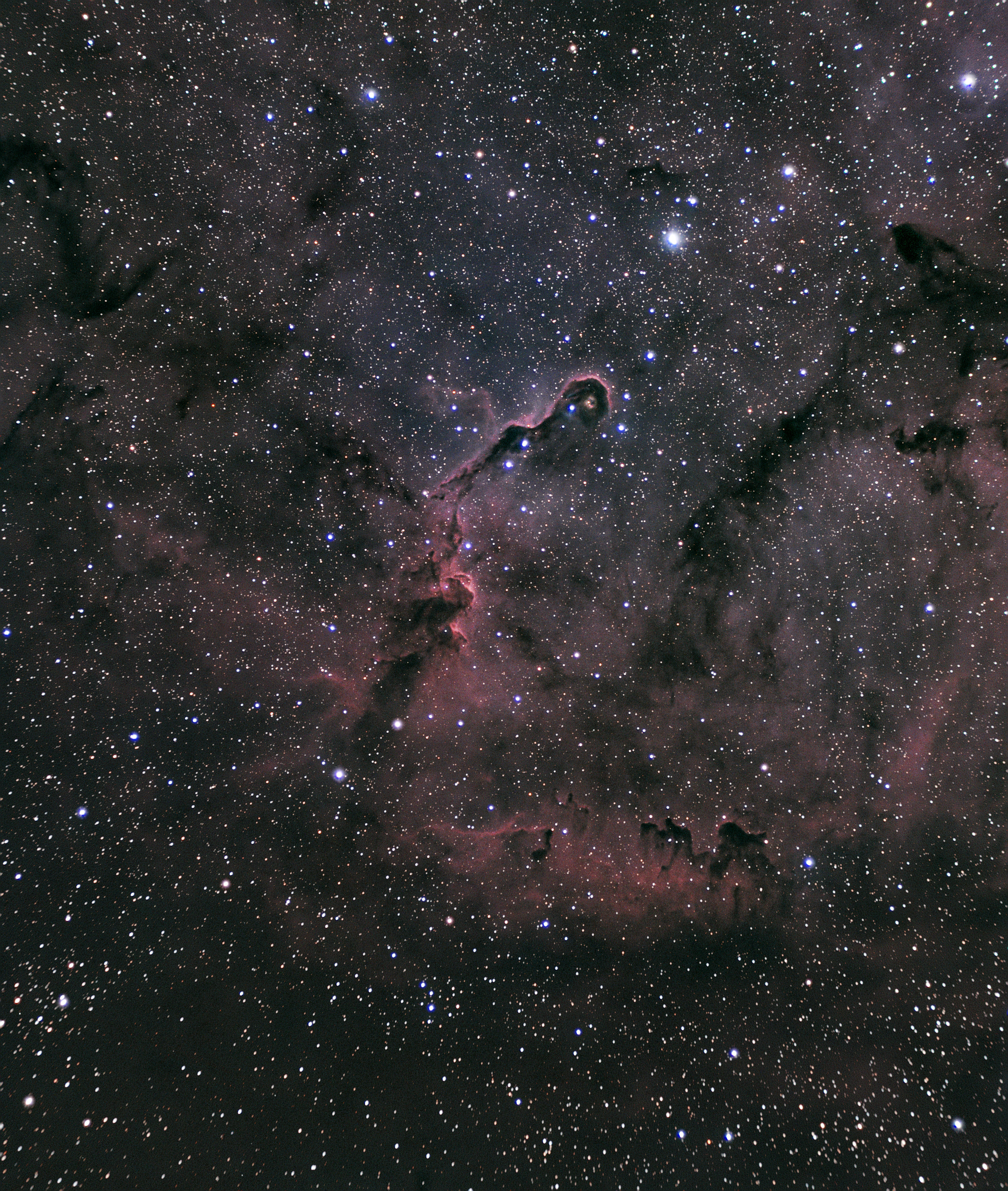 Trompe d'éléphant IC1396